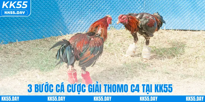 Đá Gà Thomo C4 – Sân Chơi Hấp Dẫn Dành Cho Người Mê Cá Cược 4 3 bước cá cược giải Thomo C4 tại KK55