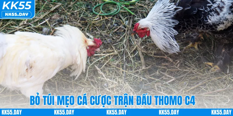 Đá Gà Thomo C4 – Sân Chơi Hấp Dẫn Dành Cho Người Mê Cá Cược 5 Bỏ túi mẹo cá cược trận đấu Thomo C4