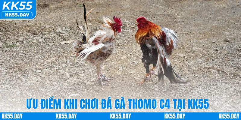 Đá Gà Thomo C4 – Sân Chơi Hấp Dẫn Dành Cho Người Mê Cá Cược 2 Ưu điểm khi chơi đá gà Thomo C4 tại KK55
